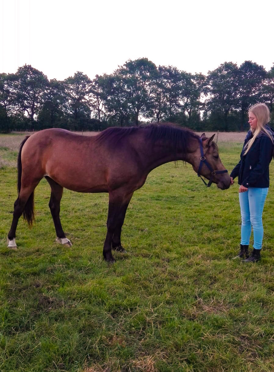 Fohlen auf einer Weide